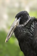 Glossy clawbill (Anastomus lamelligerus), portrait, captive, occurrence in Africa