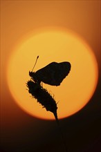 Plantain Fritillary (Melitaea cinxia) at sunrise, Provence, Southern France