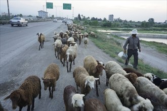 A shepherd with his flock of sheep, Iran, Amol, 17/05/2016, Asia