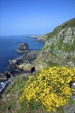 Les Autelets stacks and dramatic coastal scenery west coast of Sark Island, Channel Islands, Great