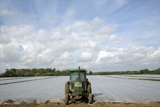 Green tractor parked at end of field covered by protective fleece, Bawdsey, Suffolk, England,