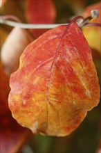 Kousa dogwood (Cornus kousa), single red leaf, North Rhine-Westphalia, Germany, Europe