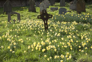 Daffodils in flower around graves in a churchyard, Shottisham, Suffolk, England, United Kingdom,