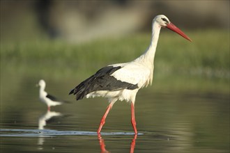 White stork (Ciconia ciconia) standing in water and black-winged Black-winged Stilt (Himantopus