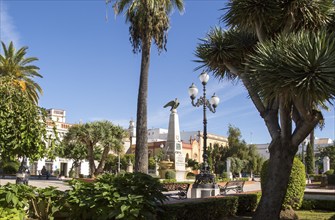 Trees around Plaza de la Angustas, Jerez de la Frontera, Spain, Europe