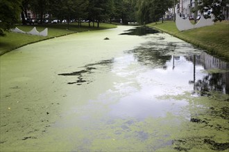 Eutrophication of water in a canal central Rotterdam, Netherlands