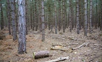 Conifer trees in Rendlesham Forest, Suffolk, England, United Kingdom, Europe