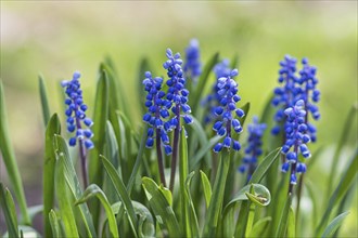 Blooming hyacinth in the botanical garden in spring