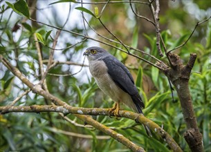 Bird of prey (Francis Hawk) in the rainforests of Mantadia National Park