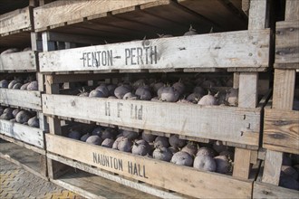 Seed potatoes ready for planting in farm chitting trays, Orford, Suffolk, England, United Kingdom,