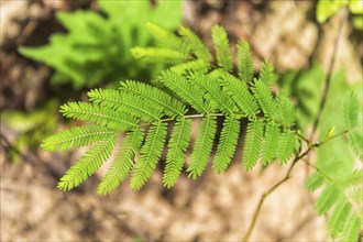 Bright green leaf acacia tree in the jungles of Malaysia