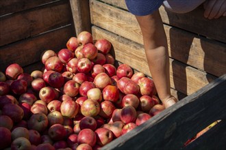 Apple harvest in Meckenheim/Pfalz. Harvest workers from Bleichhof in Meckenheim harvesting Weirouge