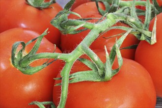 Close-up of fresh tomatoes