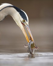 Grey heron (Ardea cinerea) with catfish as prey, hunting, fishing, preying, sunrise, morning light,