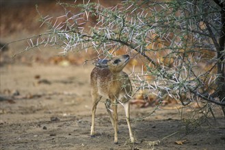 Sharpe's grysbok (Raphicerus sharpei) under thorn bush, Kruger National Park, South Africa, Africa