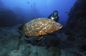 Diver looking at swims very close to very large specimen of dusky grouper (Epinephelus marginatus)