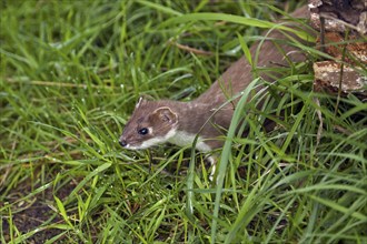 Stoat, short-tailed weasel (Mustela erminea) hunting in meadow