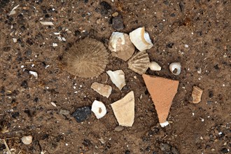 Sea-shells and pottery shards at pre-Spanish Mahos village, Poblado de la Atalayita, Pozo Negro,