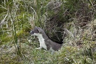 Stoat, ermine, short-tailed weasel (Mustela erminea) in summer coat leaving burrow