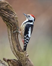 Middle spotted woodpecker (Dendrocopos medius) climbing on a branch, foraging in winter, sunrise,