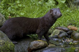 American mink (Neovison vison, Mustela vison), mustelid native to North America on river bank