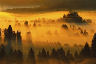 Fog and forest at the Rothenthurm high moor, Canton Schwyz, Switzerland, Europe