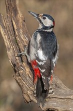 Great Spotted Woodpecker (Dendrocopos major) on a branch in the forest. Bas-Rhin, Alsace, Grand