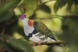 Superb fruit dove (Ptilinopus superbus), male, captive, occurring in Asia and Australia