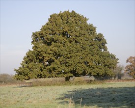 Quercus robur English oak tree standing alone in field in autumn leaf, Sutton, Suffolk, England,