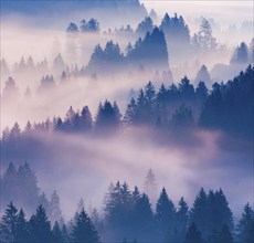 Fog and forest in Oberägeri in the canton of Zug, Switzerland, Europe