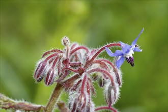 Borage (Borago officinalis), flowers and buds, North Rhine-Westphalia, Germany, Europe