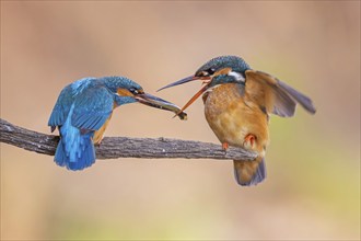 Common kingfisher (Alcedo atthis) Indicator of clean watercourses, courtship feeding, pair