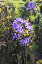 Bellflower (Campanula) and bronze field fenugreek (Lysimachia ciliata 'Firecracker'), North