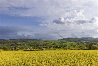 Flowering fields near Karsdorf in the Eastern Ore Mountains, Karsdorf, Saxony, Germany, Europe