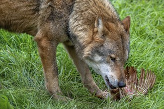 Eurasian wolf (Canis lupus lupus) close-up of grey wolf eating killed bird prey in grassland,