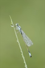 Blue-tailed damselfly (Ischnura elegans), male with dewdrops, North Rhine-Westphalia, Germany,