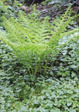 Lady fern (Athyrium filix-femina), North Rhine-Westphalia, Germany, Europe