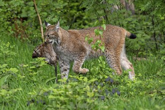 Hunting Eurasian lynx (Lynx lynx) walking with caught muskrat (Ondatra zibethicus) prey in its