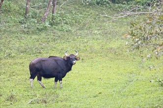 Gaur (Bos gaurus), Periyar Wildlife Sanctuary or Periyar National Park, Idukki district, Kerala,