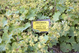 Lady's mantle