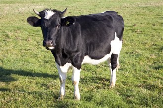 Holstein calf with horns on grass meadow