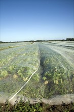 Field of turnips covered by fleece, Hollesley, Suffolk, England, United Kingdom, Europe