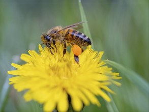 European hornet (Vespa crabro), insect, insects, macro, plant, garden, Neuhofen,