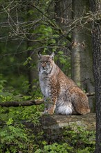 Eurasian lynx (Lynx lynx) sitting on fallen tree trunk in forest, wood