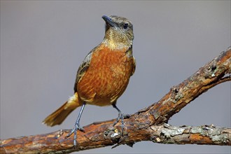 Cliff thrush, (Monticola rupestris), Monticole rocar, Cape rock thrush, A31, Mokhotlong District,