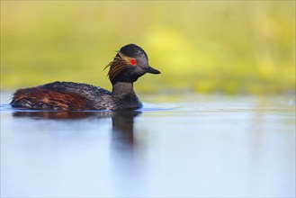 Black-necked grebe (Podiceps nigricollis), swimming in the water, Hides de El Taray / Floating Hid,