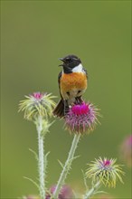 Stonechat, (Saxicola torquata), foraging, male, Eich, Rhineland-Palatinate, Germany, Europe