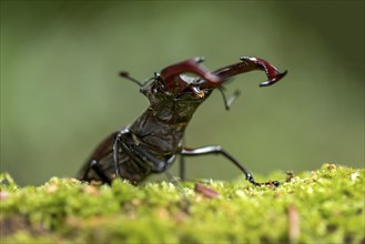 Stag beetle (Lucanus cervus), horned beetle, fire beetle, male with large mandibles, upper jaw,