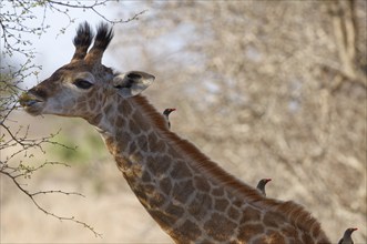 South African giraffe (Giraffa camelopardalis giraffa) with three red-billed oxpeckers (Buphagus