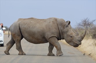 Southern white rhinoceros (Ceratotherium simum simum) surrounded by birds, adult male crossing the